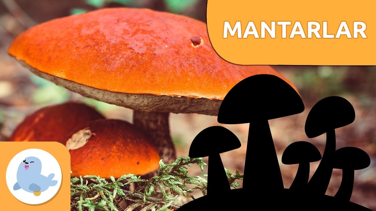 Mantarlar nelerdir? - Çocuklar için Mantar Krallığı