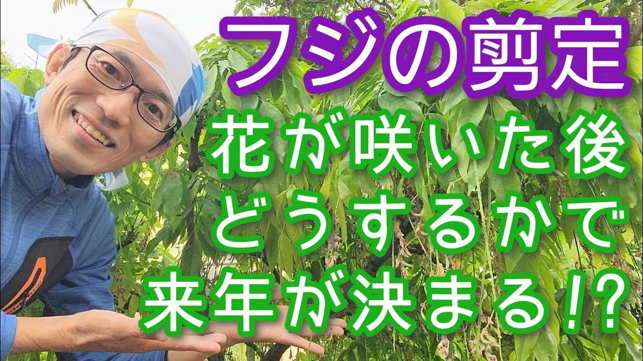 【フジ(藤)の花後剪定】花がら摘みと伸びたツルの対処で来年も咲くようになる(2024年5月)🌿🤲