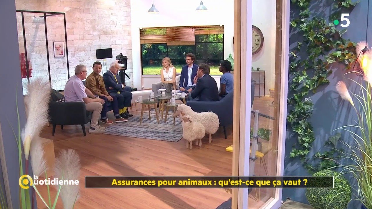 Assurances pour animaux : qu'est-ce que &ccedil;a vaut ? - La Quotidienne