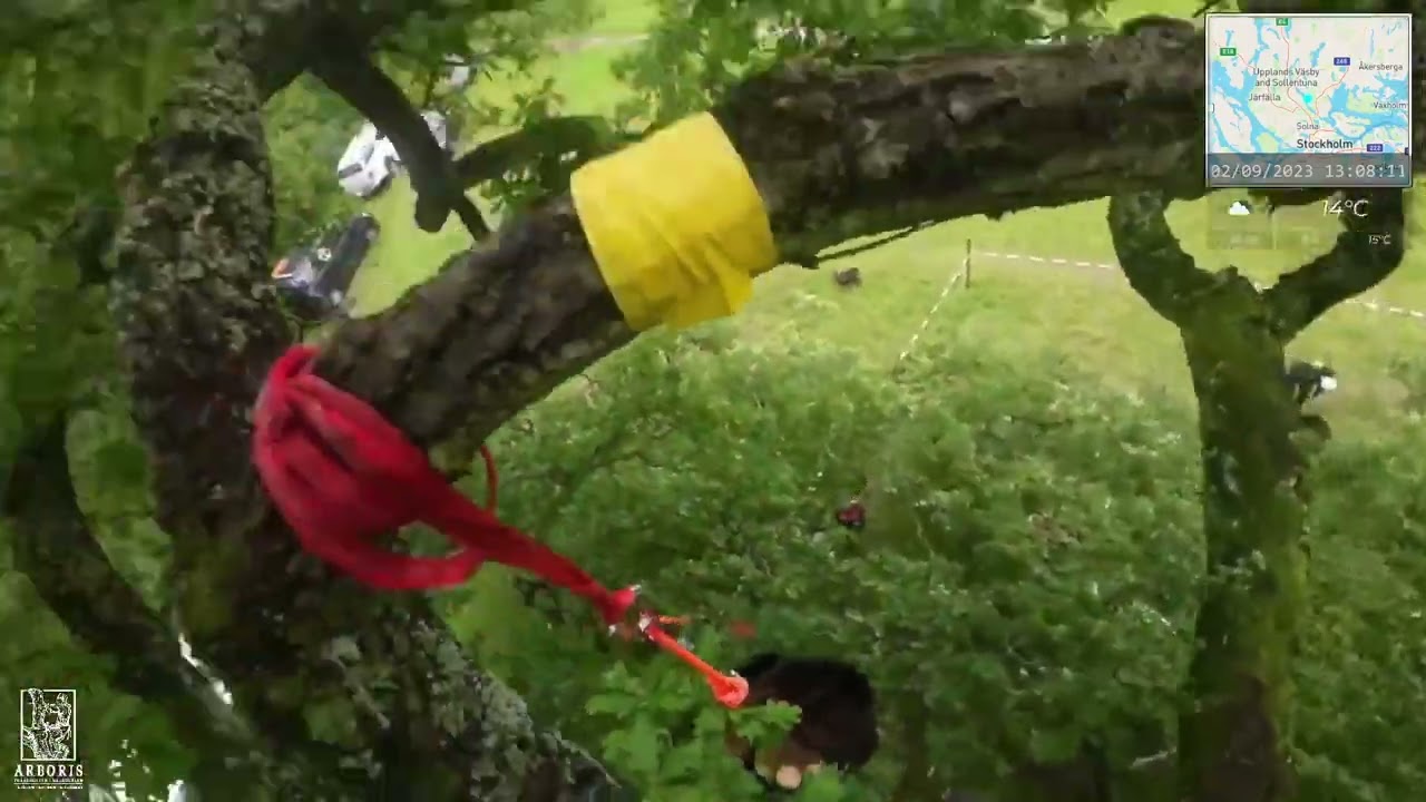 Winning work climb run at Life & Limb tree climbing competition in Stockholm 2023