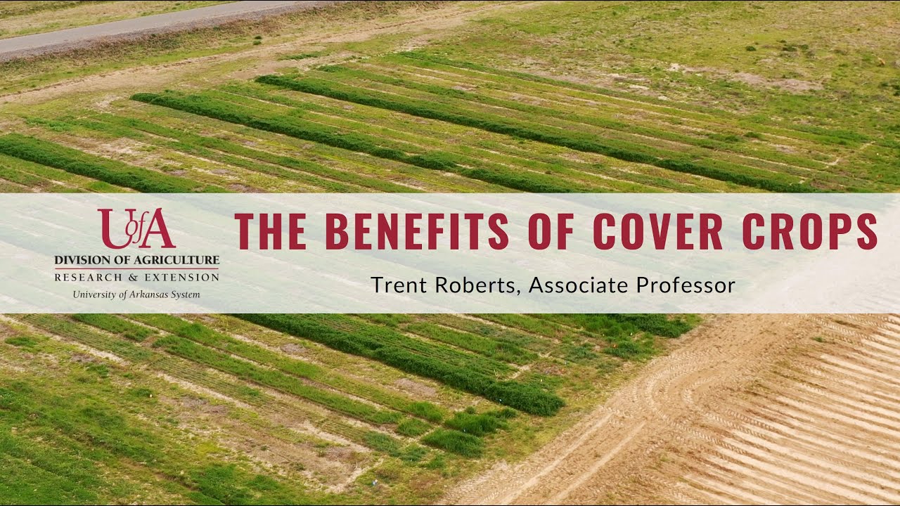 The Benefits of Cover Crops