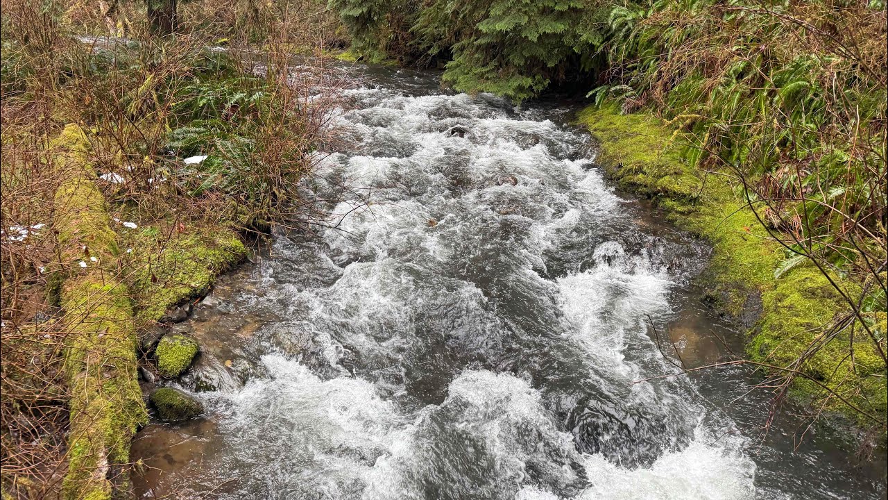 Stream Rapids
