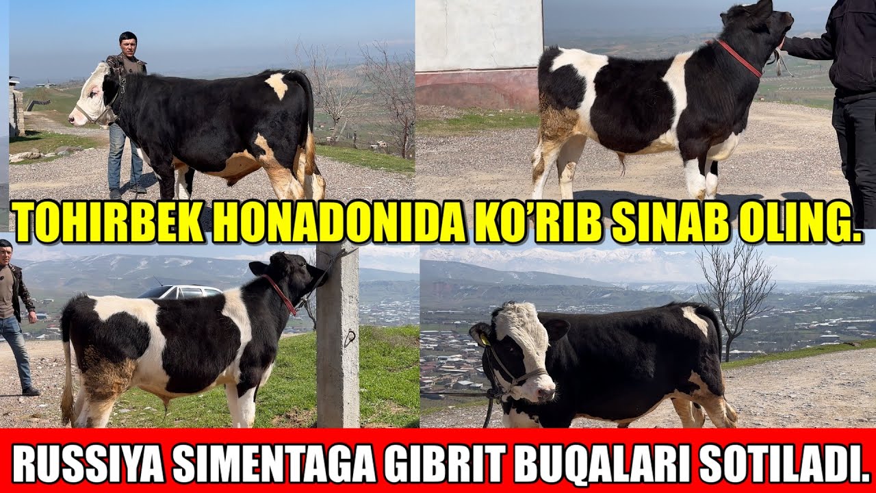 SIMENTALGA GIBRIT,ROSSIYSKIY BUQACHA SOTILADI.