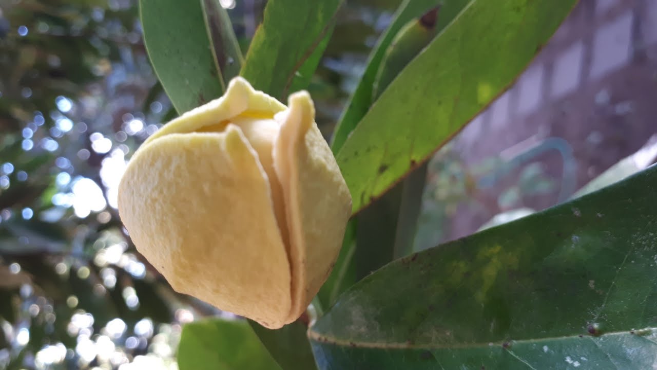 COMO FAZER GRAVIOLA DAR LINDOS FRUTOS POLINIZAÇÃO
