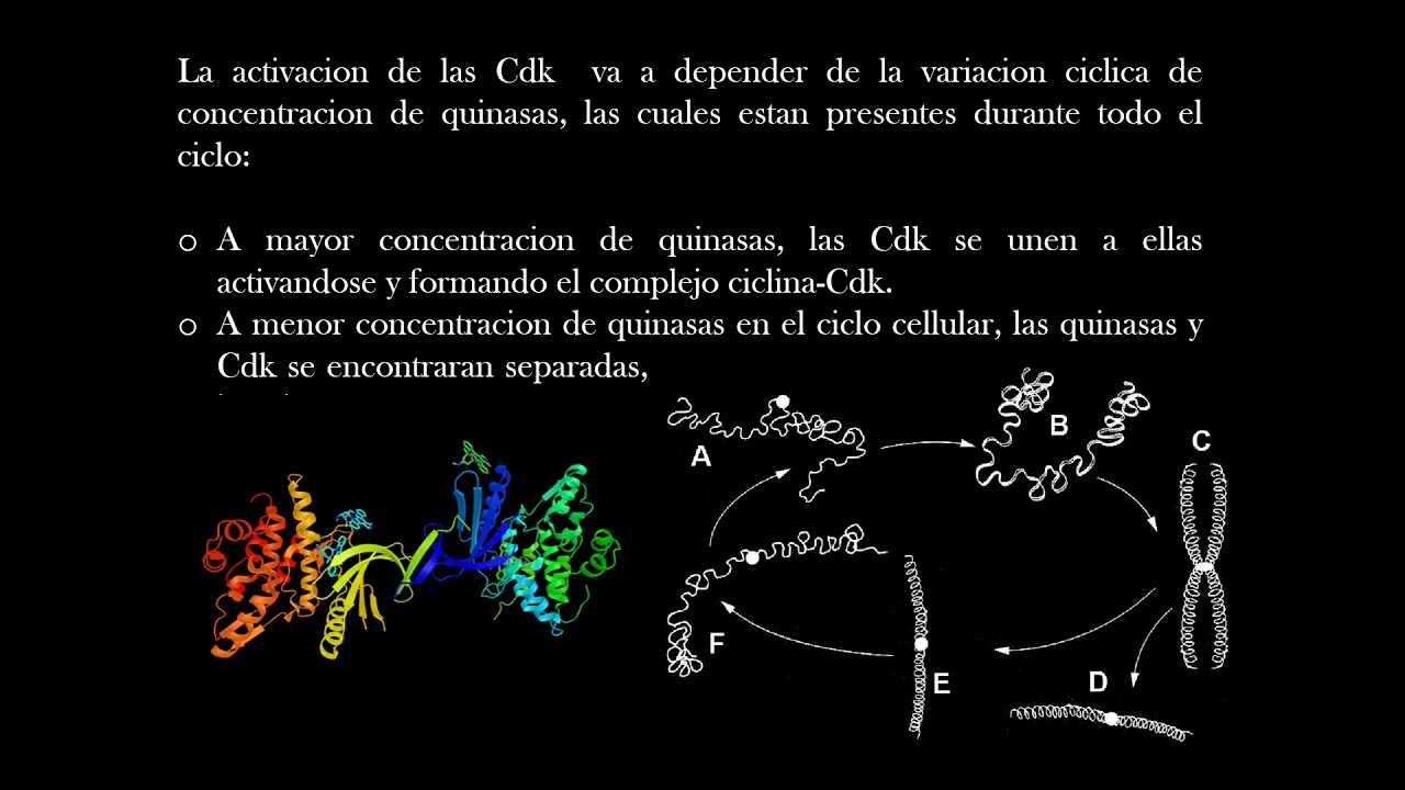 Proliferacion celular
