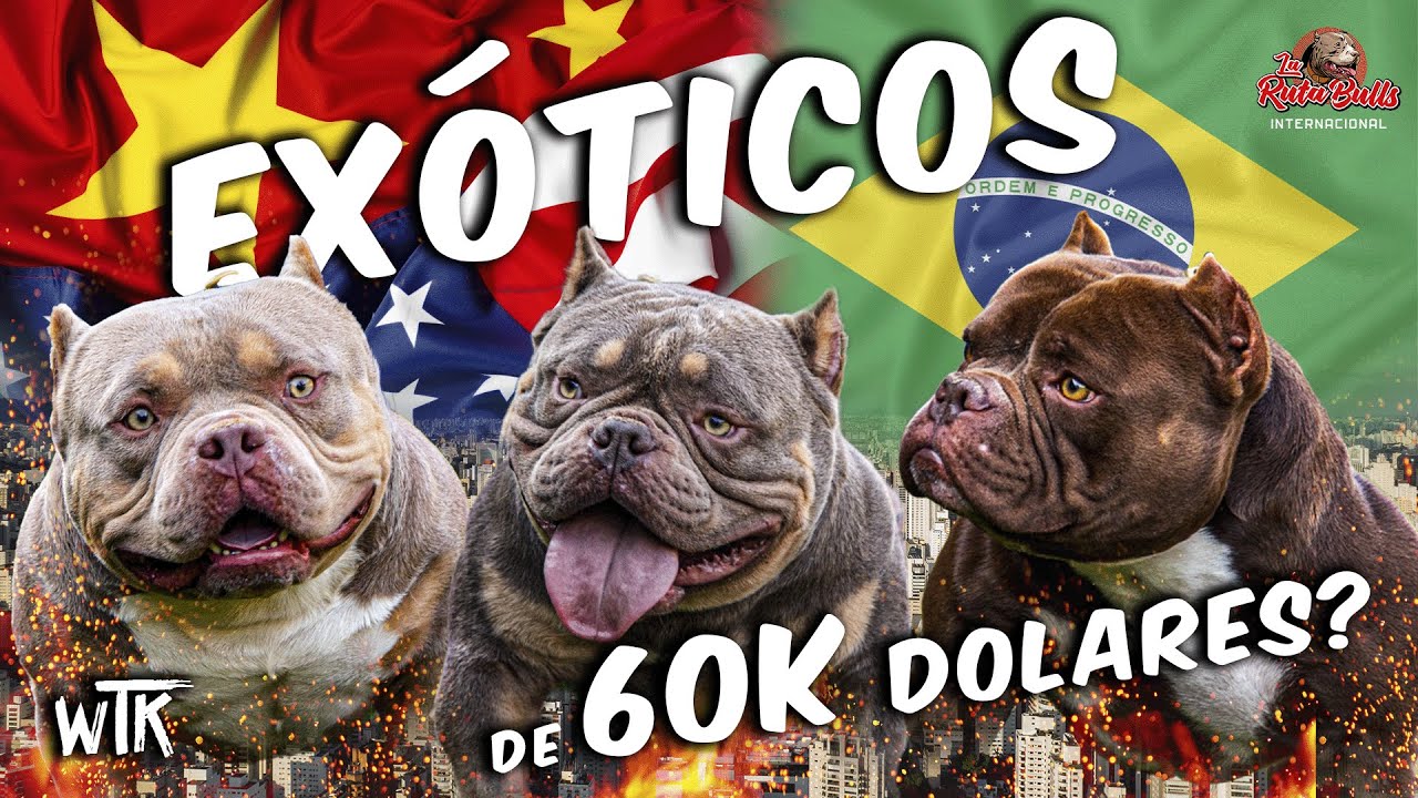 😱😱EXOTICOS DE 60 MIL DOLARES?? WTK SAO PAULO🇧🇷🇧🇷
