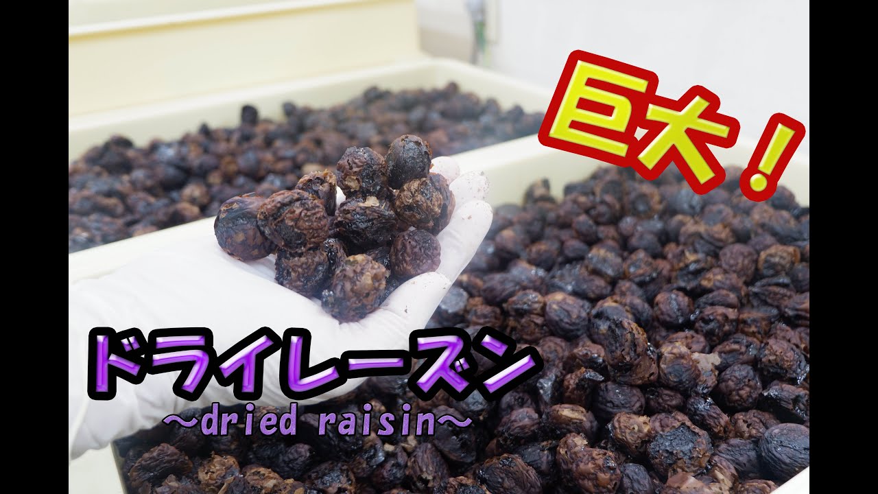 【パティシエプロの現場】ナガノパープルを干しブドウにする工程をお見せします！