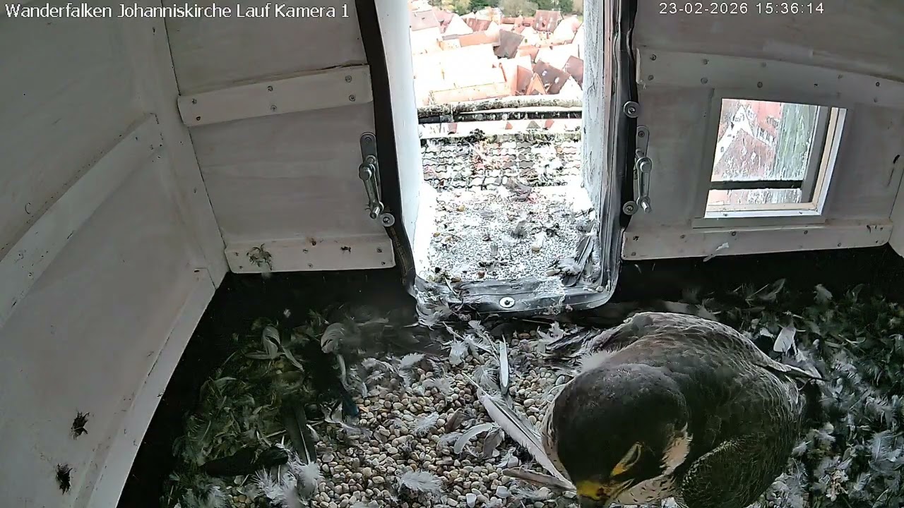 Balz im Nistkasten Kamera 1 Teil 2 (23.02.2016)