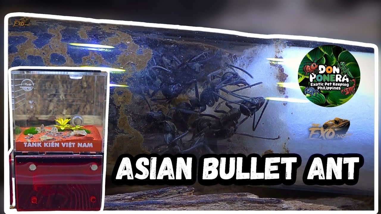 Asian Bullet Ant for sunday's special! 🫡