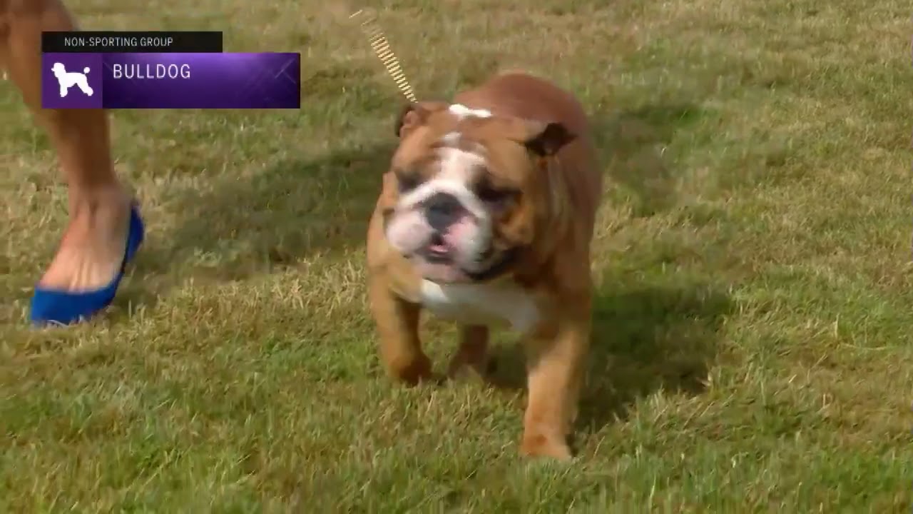 Bulldogs | Breed Judging 2022