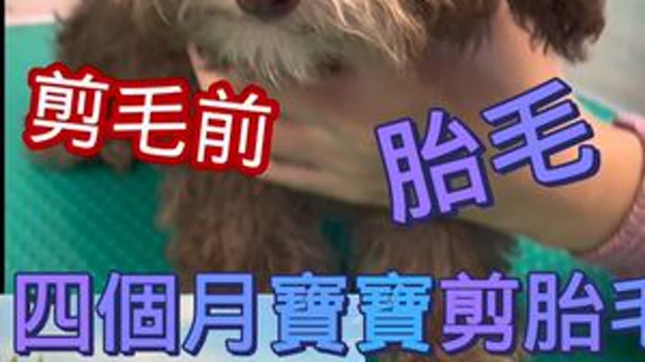 四个月的狗狗第一次修剪胎毛全手剪.你们的狗狗是剃光呢还是手剪的#狗狗第一次剪胎毛#胎毛狗狗修剪全过程