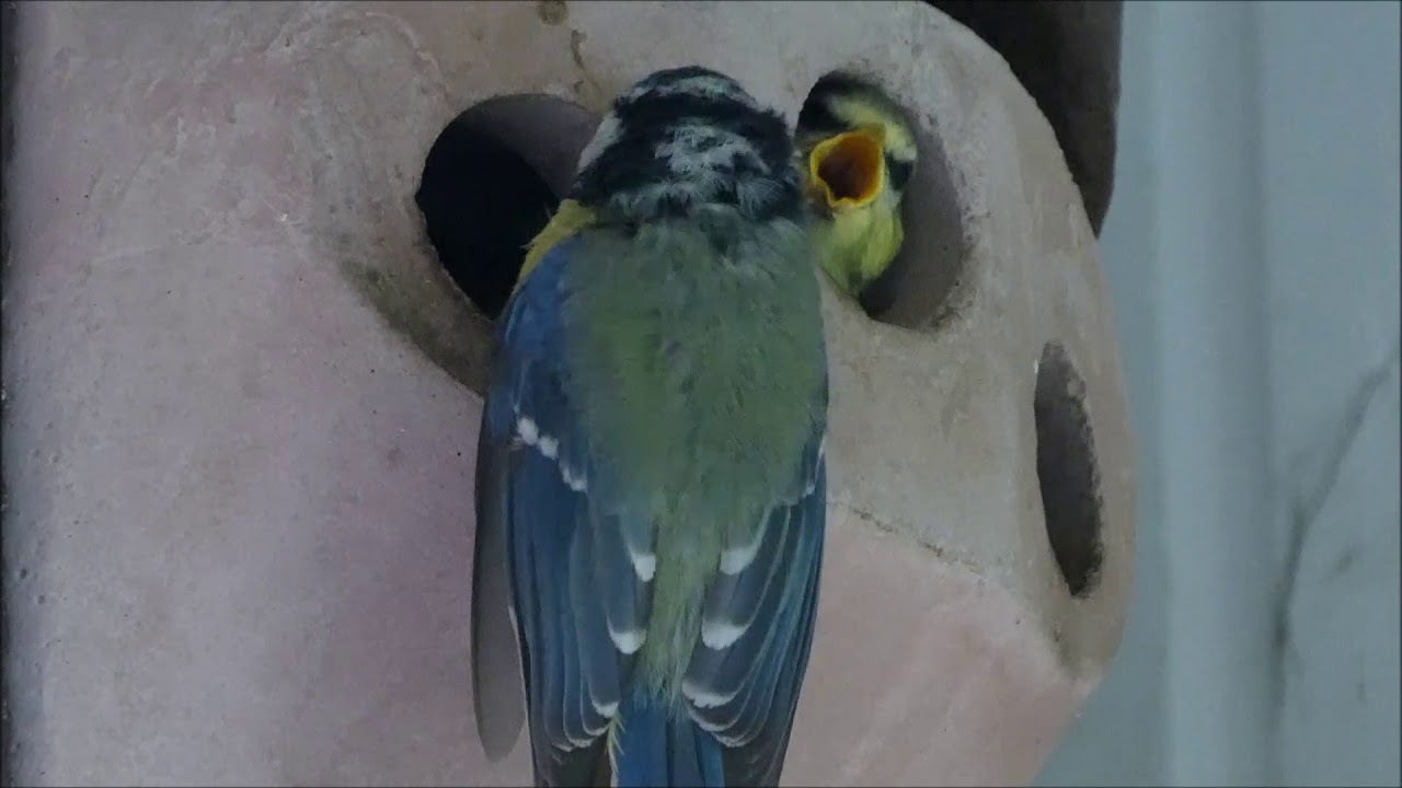 Baby Blue Tits Leave the Nest - Schwegler 2GR