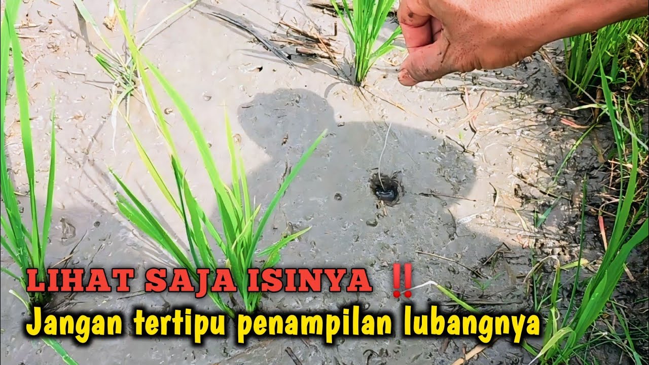 PALING MUDAH ‼️ MANCING BELUT DI SAWAH