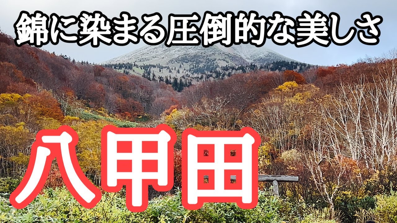 【絶景】圧倒的な美しさ！錦に染まる八甲田　撮影：2024年10月20日