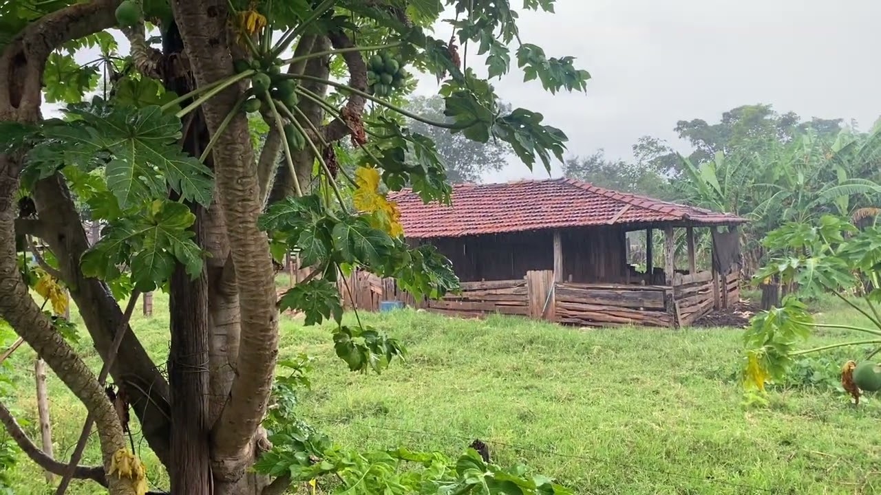 Mais um dia na fazendinha 👨‍🌾🙌 gratidão ao Senhor 🙏