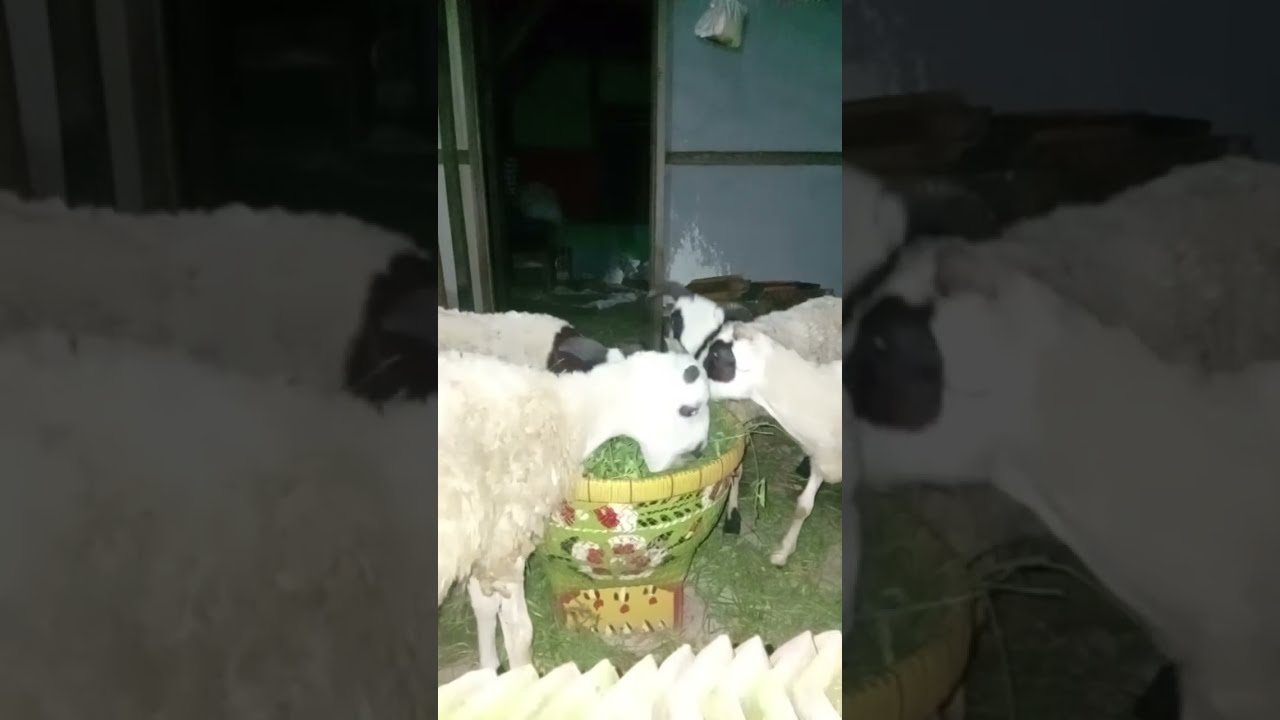 Kambing jga butuh sahur ges