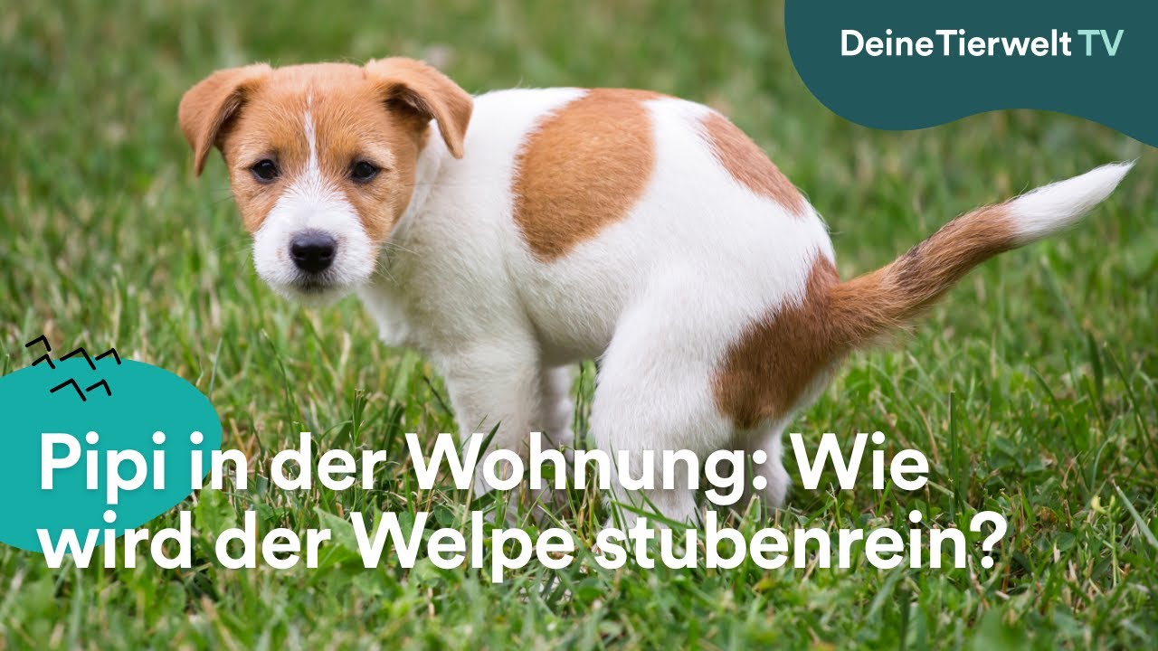 Pipi in der Wohnung: Wie wird der Welpe stubenrein?