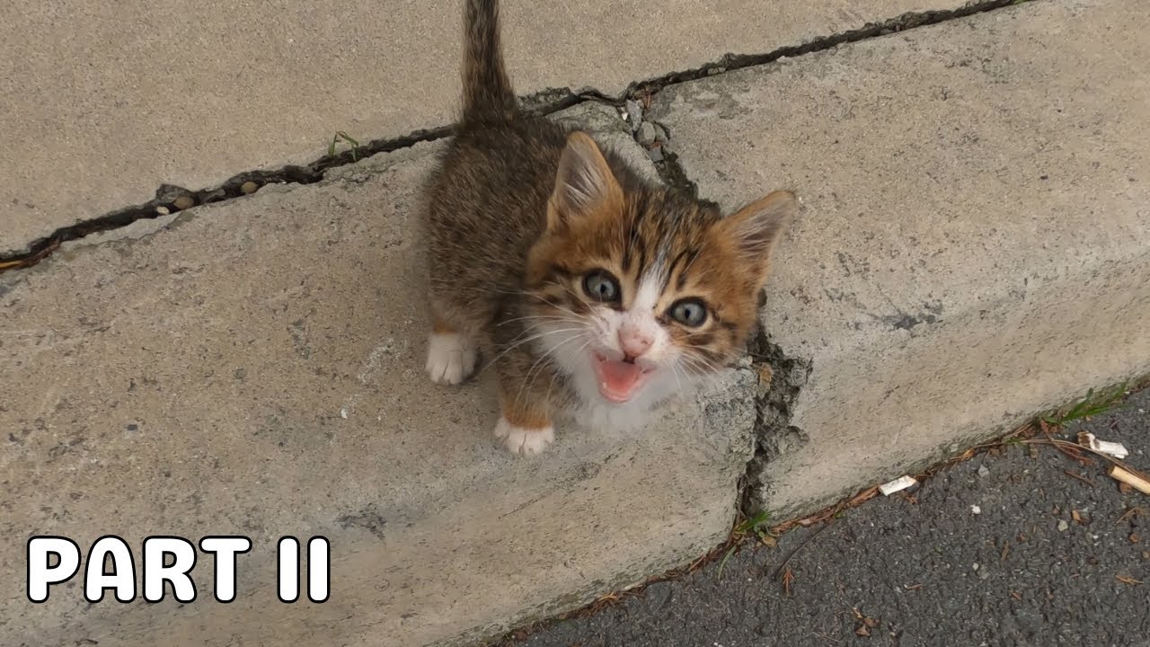 Tiny Kitten's Cry for Help on a Freezing Cold Day - Whole Story