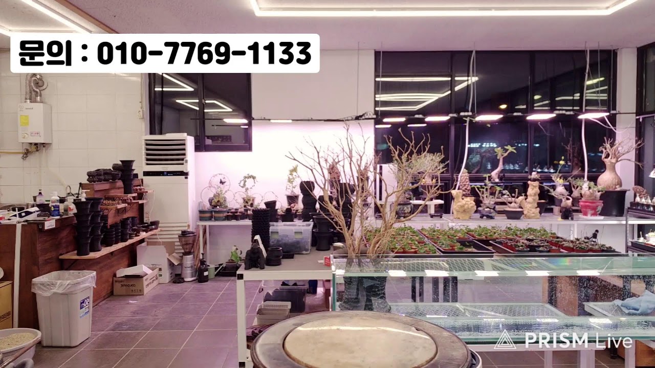 VIP아프리카식물 3월18일 라이브 방송