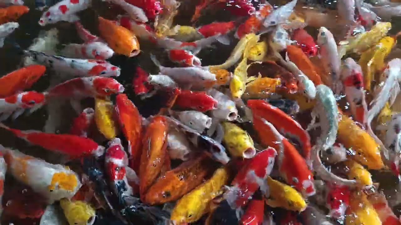 A Lot Of Fishes You Should Watch