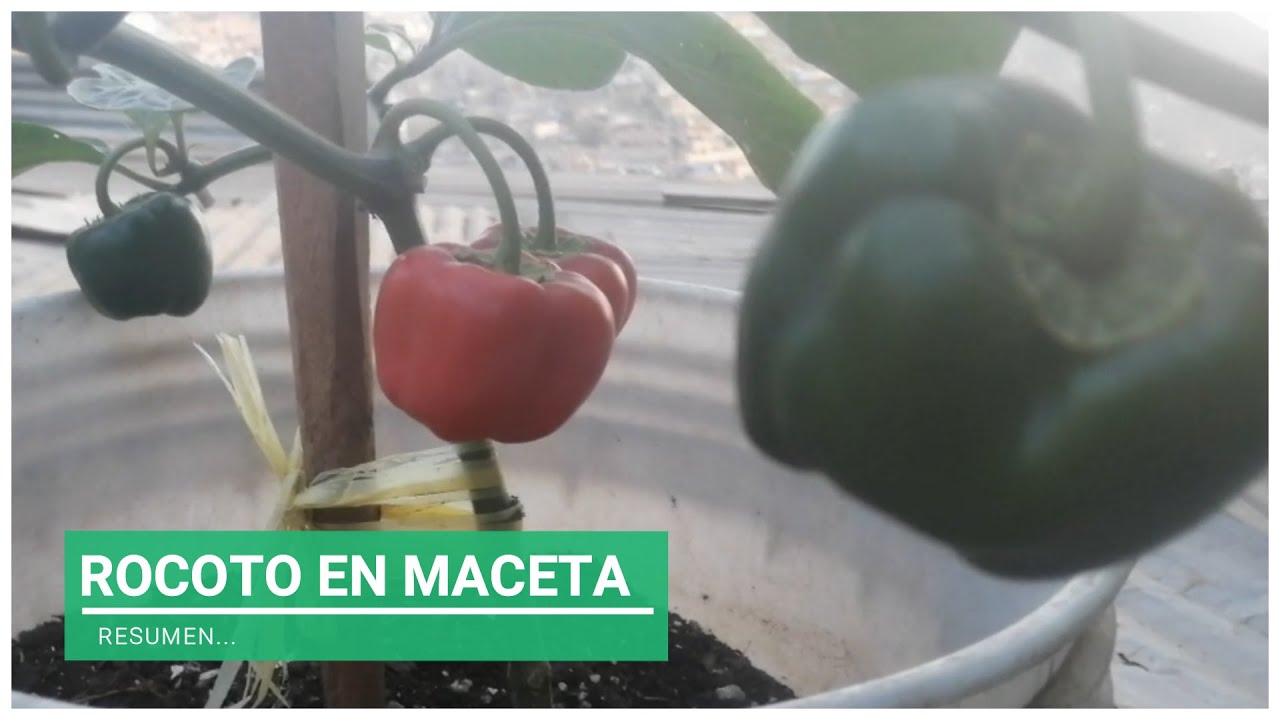 Planta de Rocoto en Maceta
