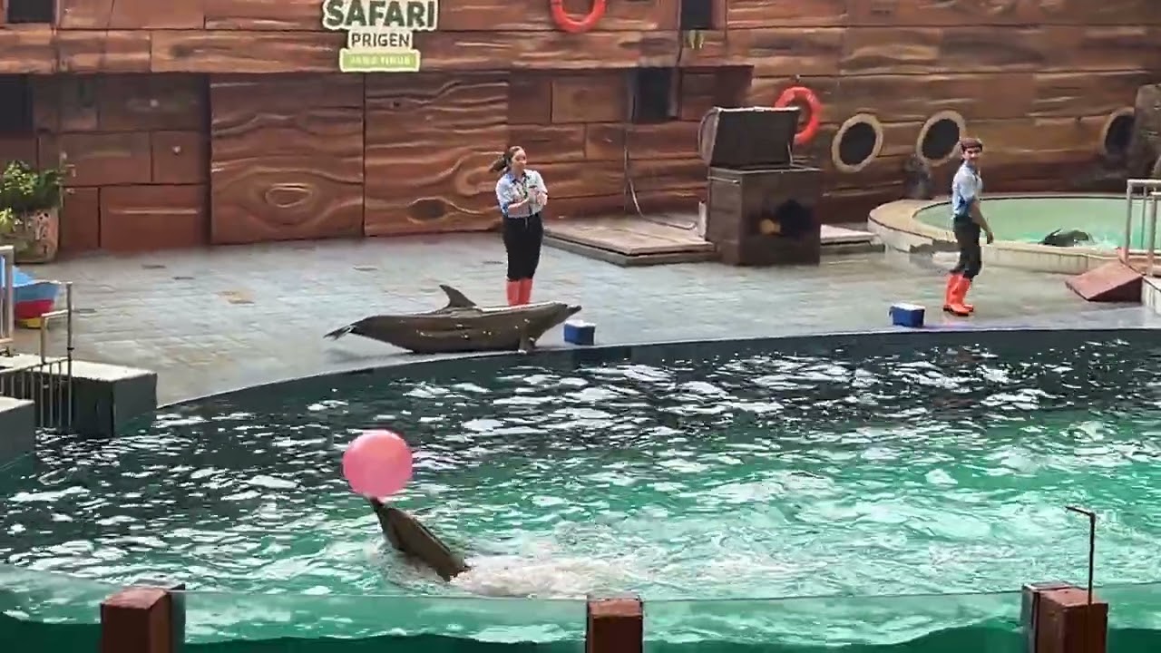 Atraksi Lumba - Lumba di Taman Safari Prigen Terbaru 2026 | DOLPHIN SHOW 