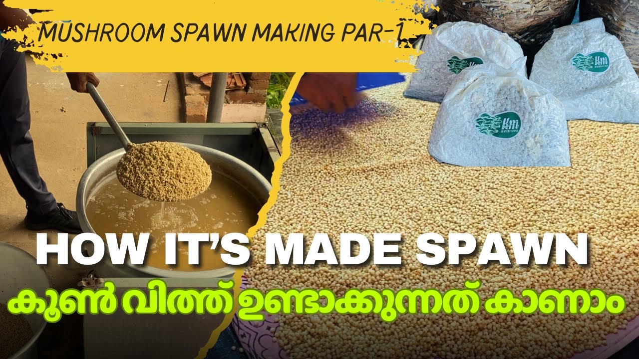 കൂൺ വിത്ത് തയ്യാറാക്കുന്നത് ഇങ്ങനെയാണ്, mushroom spawn making, part-1