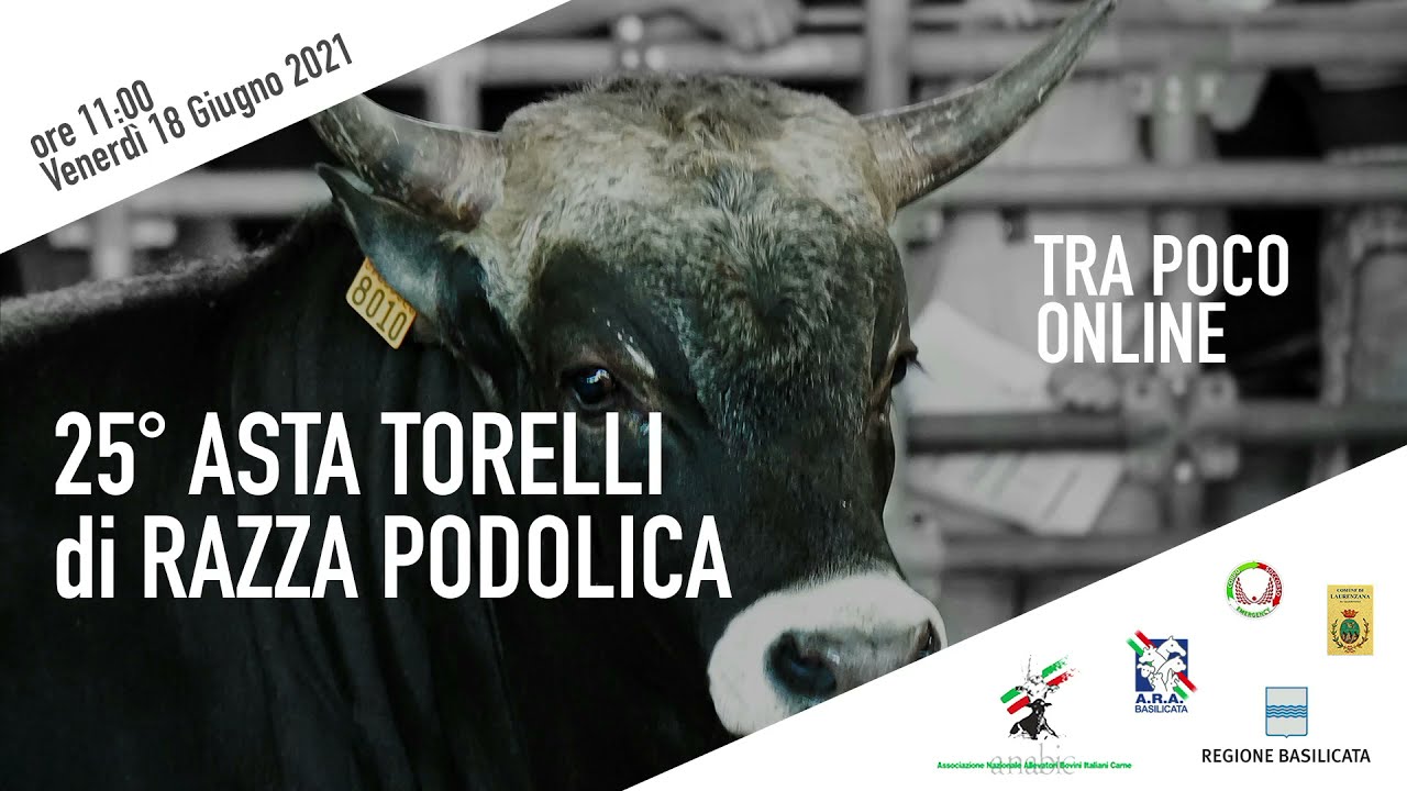 25ESIMA EDIZIONE DELL'ASTA DEI TORELLI DI RAZZA PODOLICA - 18/06/2021 - Laurenzana(Pz)