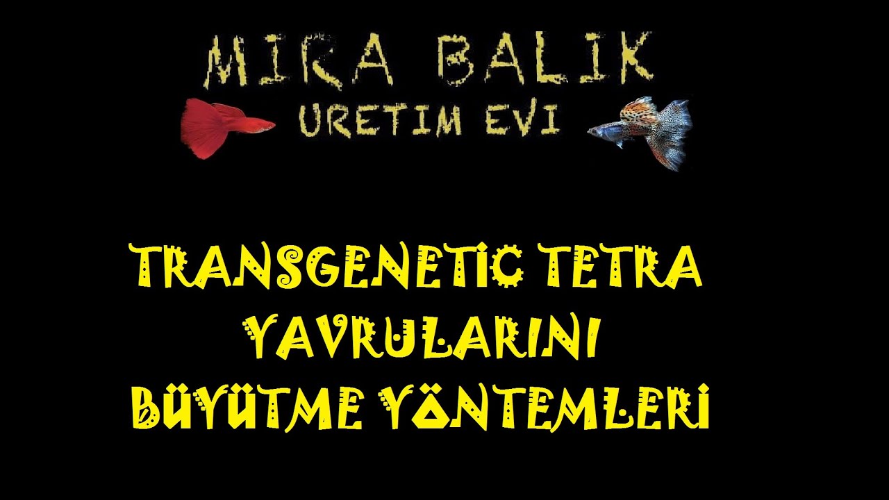 TRANSGENETİC YAVRULARI BÜYÜTME YÖNTEMLERİ