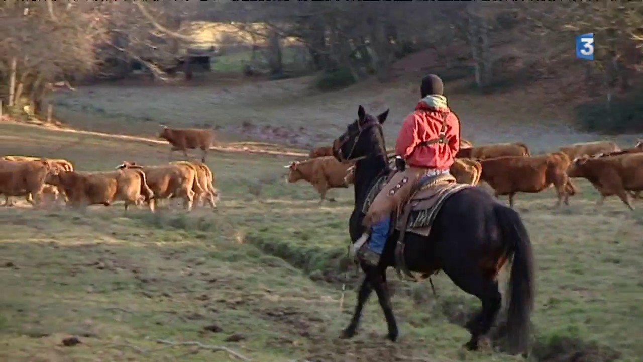 Creuse : un éleveur en mode "cow-boy" pour mener son troupeau