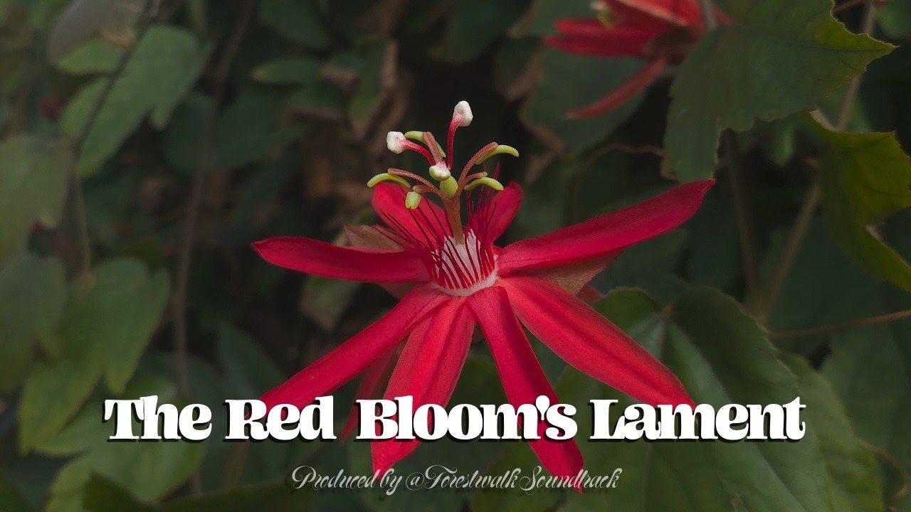 The Red Bloom's Lament - Vocal Sally