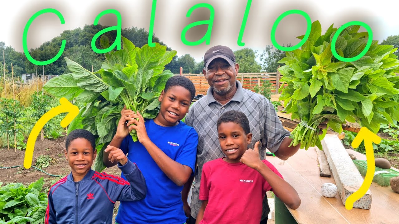 We bought CALALOO fresh from the farm, but first, the kids had some lunch. #frshcalaloo #farmers.