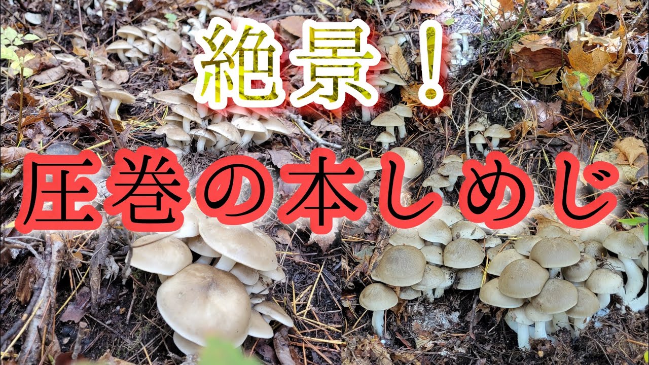 【きのこ狩り】2023年10月3週　本しめじ　その2