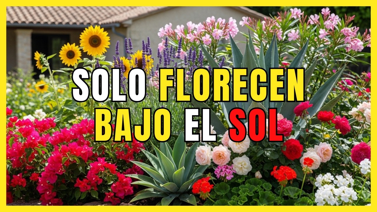 7 plantas para exteriores resistentes al sol