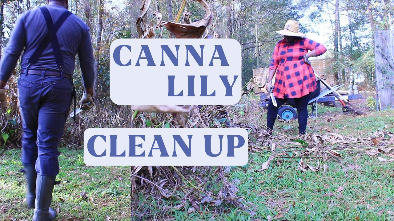 Fall Clean up in the Home Gardens | Cutting hundreds of Canna Lilies 