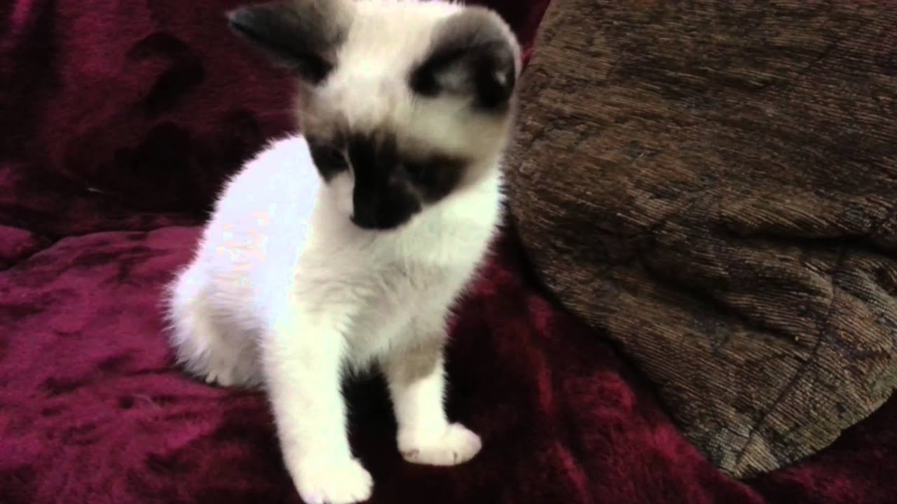 Introducing Teddy and Javier, snowshoe Siamese kittens