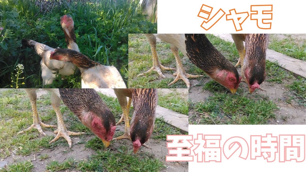 至福の時間【シャモ】