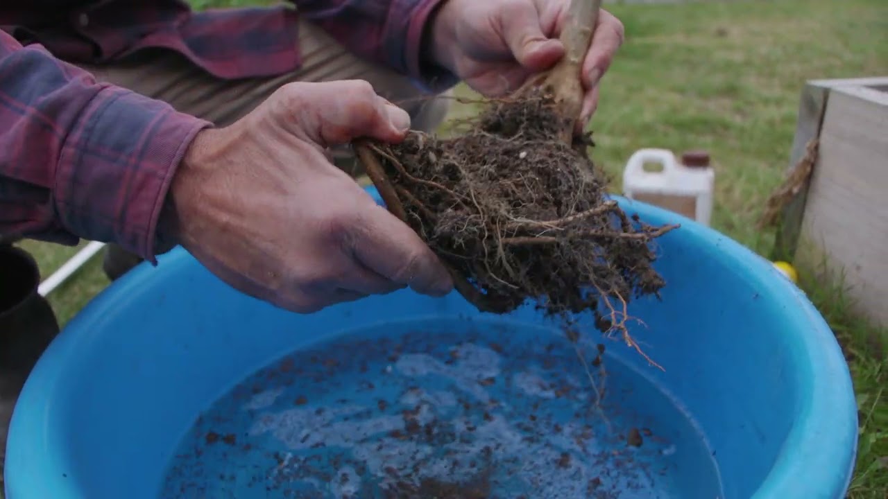 Digging up a dying citrus tree