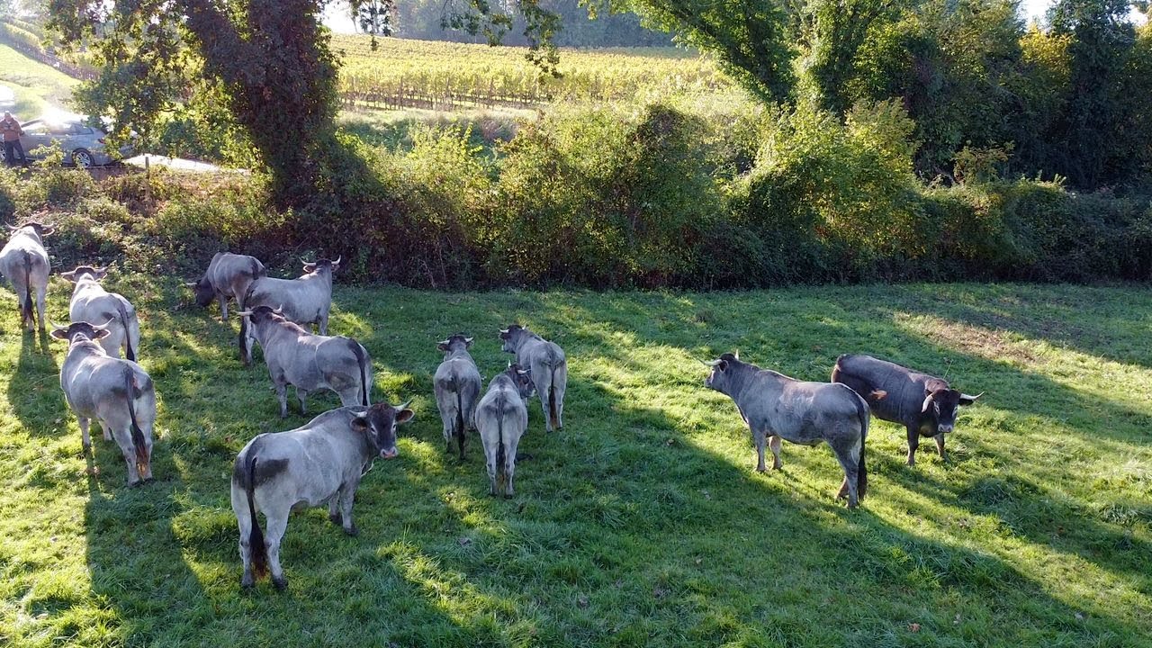 Nos Vaches Bazadaises