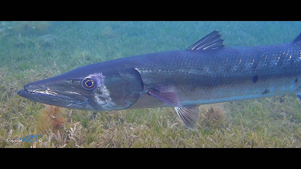 SEALIFE Guadeloupe [ep.5] Barracuda, Tortue, araignée tour eiffel, sôle