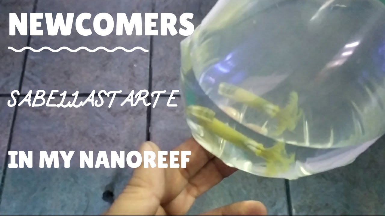 #27 Newcomers: The green feather duster worm (Sabellastarte sp.)