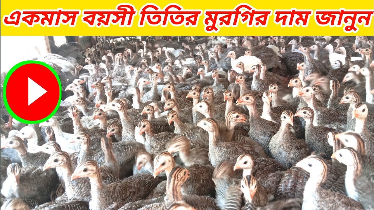 একমাস বয়সী তিতির মুরগির বাচ্চার দাম জানুন