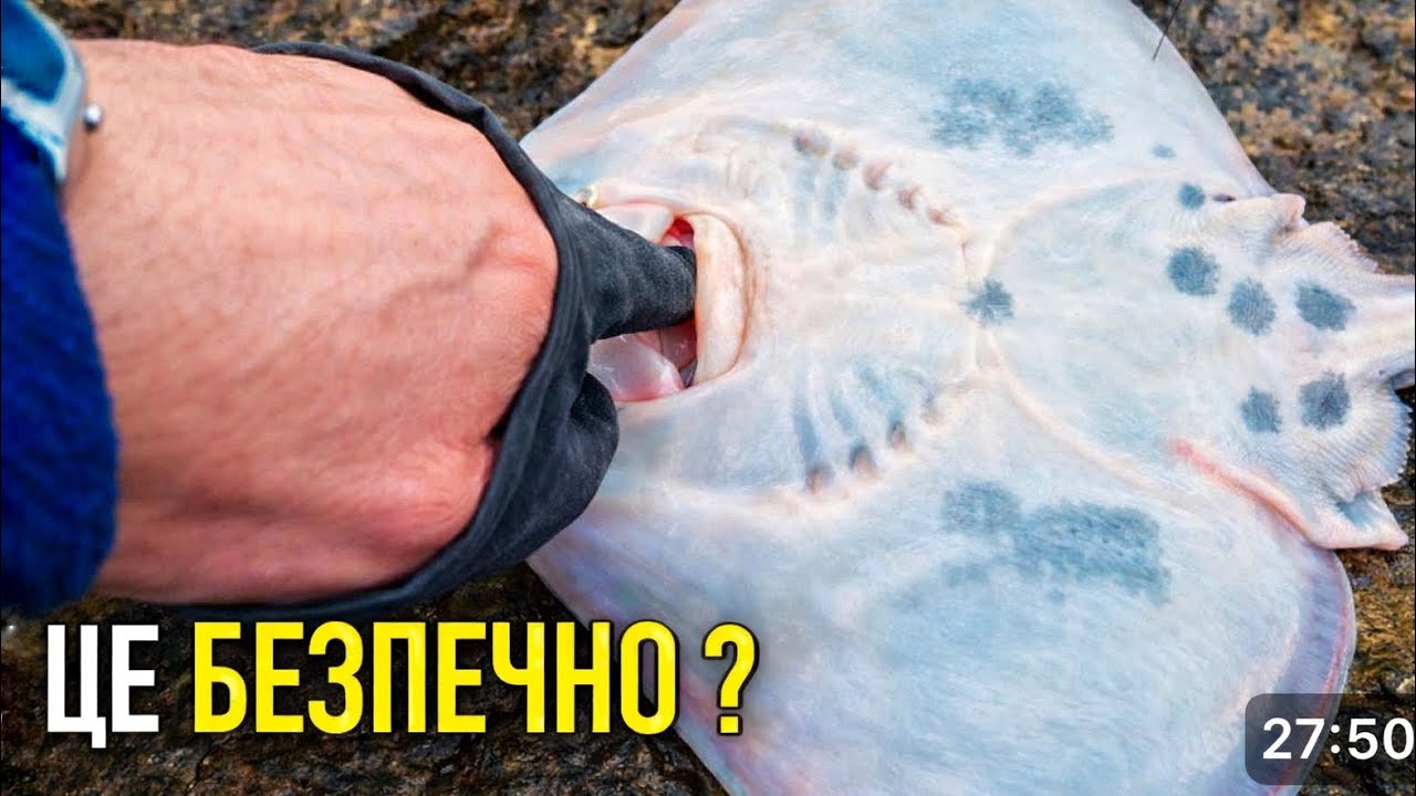 Скат кусается? Зимняя рыбалка в Норвегии.