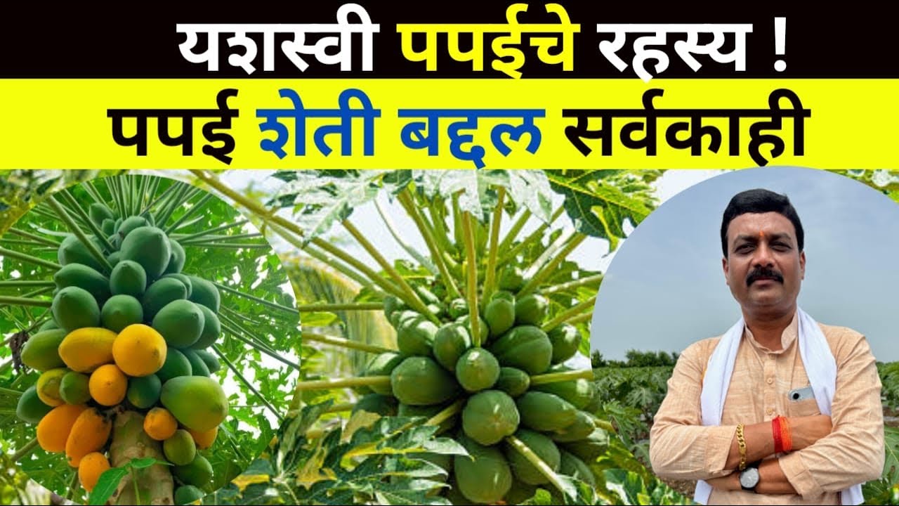 Papaya शेती कशी करावी? संपूर्ण मार्गदर्शक| Papaya Farming Guide #organicfarming #papaya #agriculture