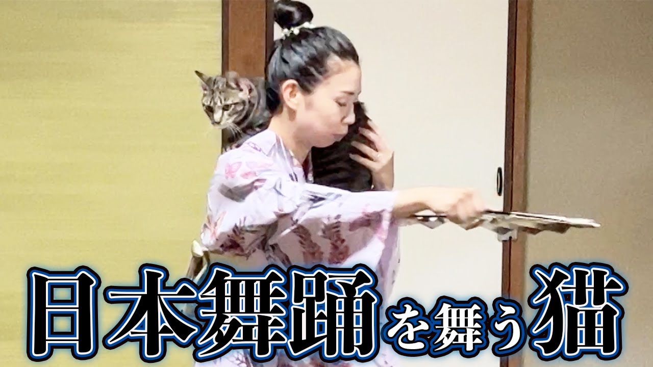 優雅で美しいネコの舞い