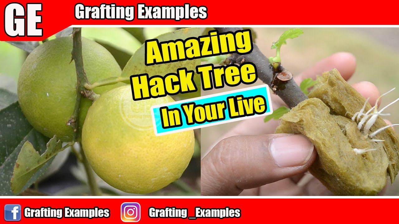 Amazing Hack Tree In Your Garden By Grafting Examples