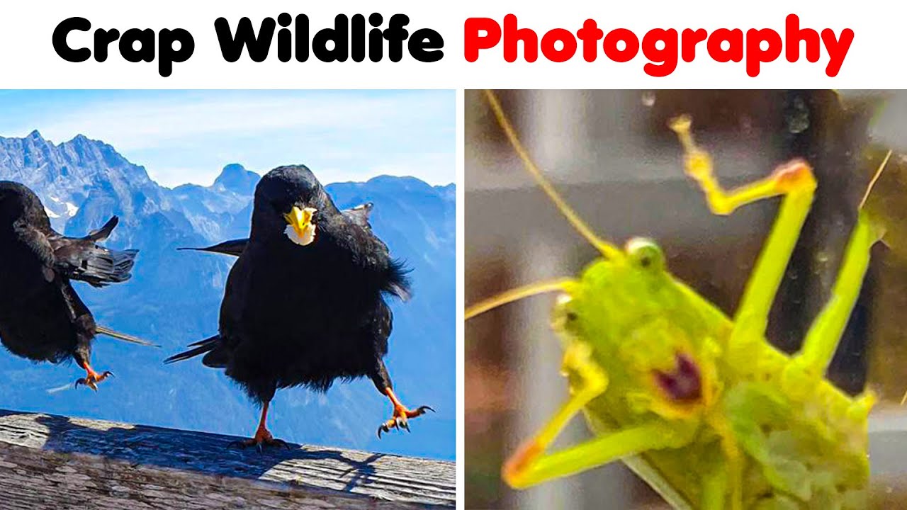 Crappy Wildlife Photos That Are So Bad They&rsquo;re Good