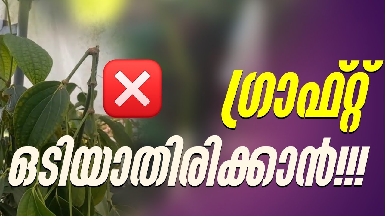 How to Save Graft and plant ? l ഉയരത്തിൽ ഉള്ള ഗ്രാഫ്റ്റ് ഒടിഞ്ഞു പോകാതിരിക്കാൻ എന്തു ചെയ്യണം?