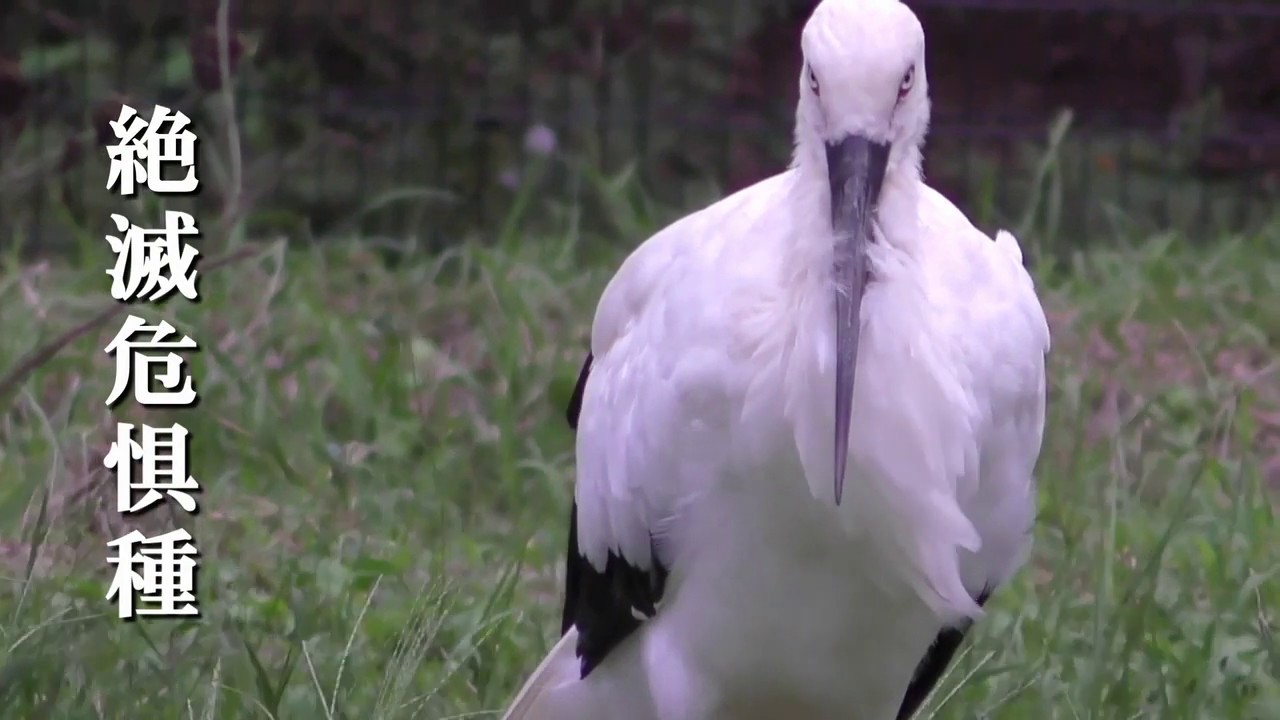 兵庫県立コウノトリの郷公園PV
