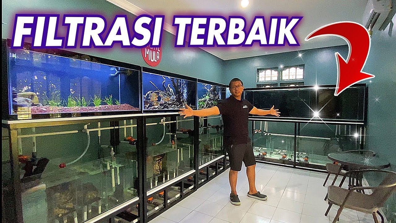 #12- SETUP FILTER AQUARIUM TERBAIK, INI UNTUK IKAN CHANNA MARU ATAU...